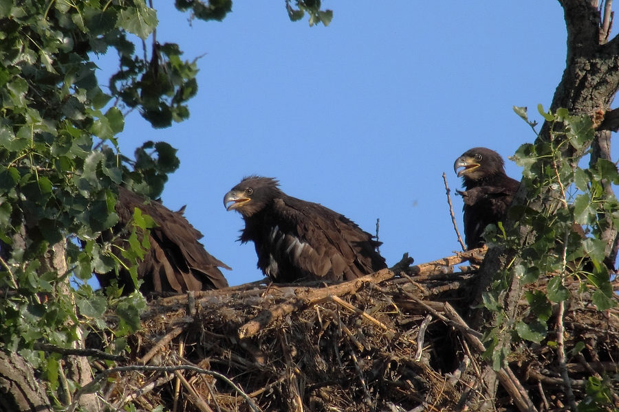 Wildlife, photo 5