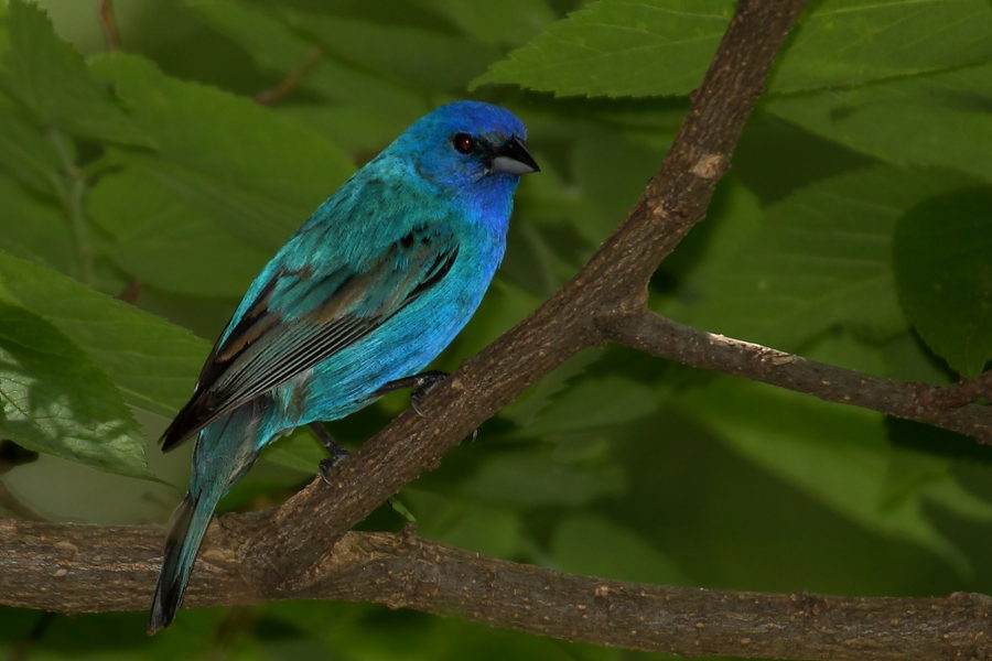 Wildlife, photo 6