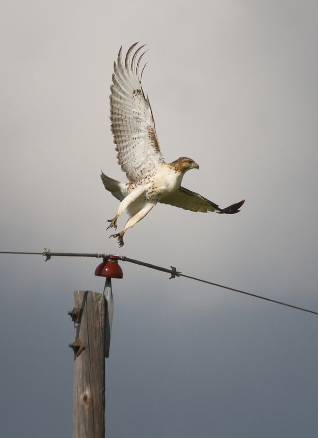 Wildlife, photo 26