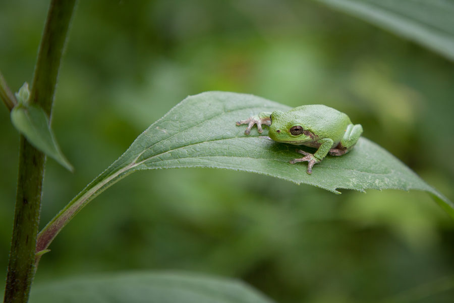 Wildlife, photo 27